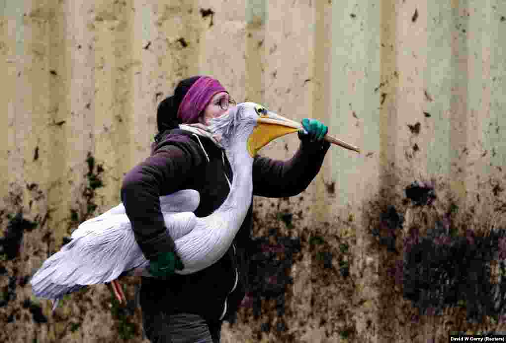 A zookeeper carries a pelican to to its winter enclosure at Dvur Kralove Zoo in Dvur Kralove nad Labem, Czech Republic. (Reuters/David Cerny)