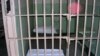 پنج محکوم در جیرفت پس از فرار ناموفق از زندان اعدام شدند