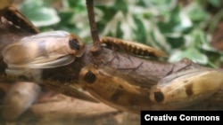 Blaberus giganteus — гигантский таракан