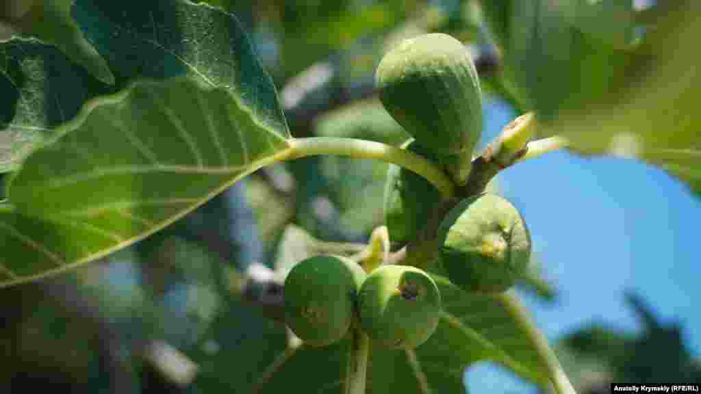 Фиговое дерево, или инжир, &ndash; это, пожалуй, главная плодовая культура села Приветное (до 1945 года &ndash; Ускут). Здесь культивируют семь его сортов