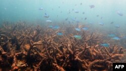 Загиблі корали, Великий бар’єрний риф