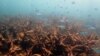 نابودی کامل مرجان‌های شاخ‌گوزنی جزیره شیدور هرمزگان