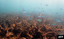 Снимка без дата, получена на 29 ноември 2016 г. от Центъра за върхови постижения за изследване на кораловите рифове ARC, показва корали, загинали от избелването на част от Големия бариерен риф в Северен Куинсланд.