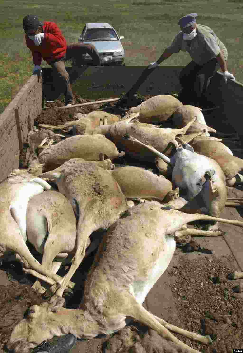 Men load a trailer with the carcasses of dead saiga in May 2010.