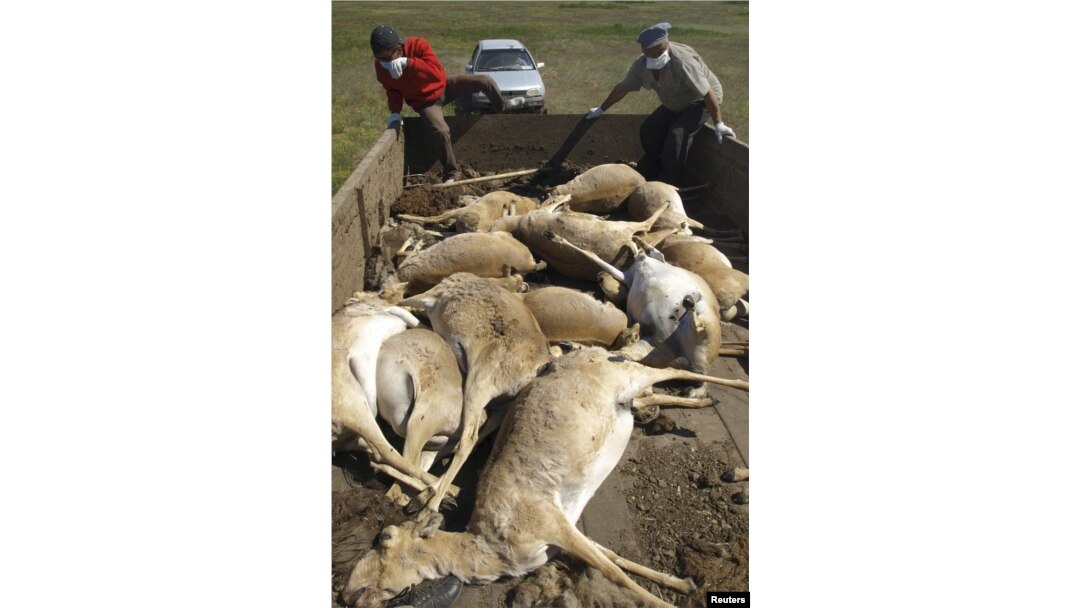 The saiga carcasses are hauled away.