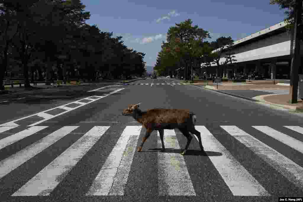 Дикий олень невольно подражает обложке альбома Abbey Road группы The Beatles на пешеходном переходе в Наре, Япония. По древней столице Японии&nbsp;свободно гуляют более 1000 оленей. Как сообщает группа защитников оленей, несмотря на упадок туризма в городе, эти дикие животные прекрасно себя чувствуют без угощений от туристов