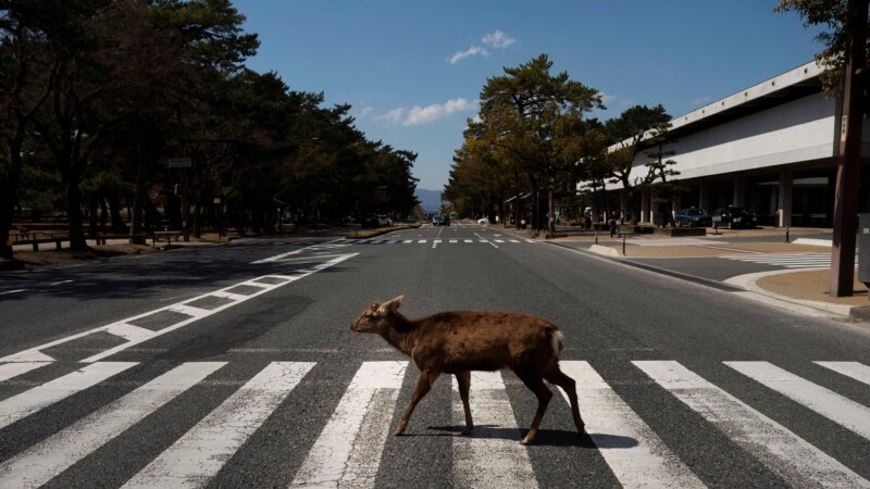 Животные на улицах мира, опустевших из-за карантина (фотогалерея)