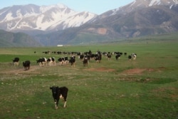Пастухи гонят стадо коров на юге Казахстана. Иллюстративное фото.