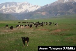 Пастухи гонят стадо коров на юге Казахстана. Иллюстративное фото.