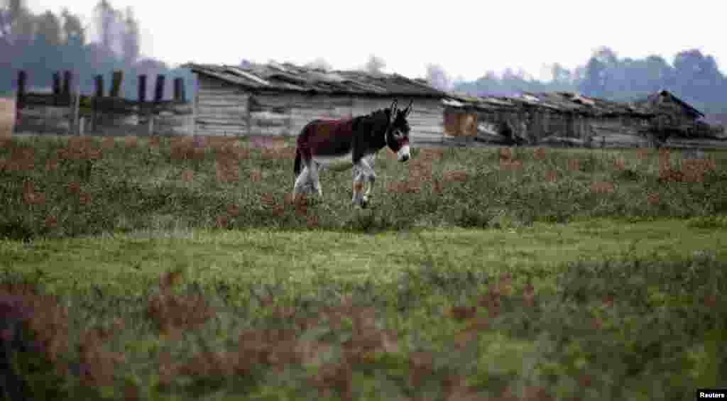 A donkey at a farm in Zasavica