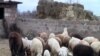 Armenia -- A flock of sheep on a farm in Zvartnots village, January 27, 2010.