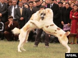 Tejribeli adamlarymyz, ýaşulylarymyz it tohumyny has sagdyn saklamak üçin ýala gelýän ganjyk iti berdaşly köpek-möjekden hem ýaldan çykarýar ekenler.