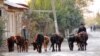 В Туркменистане массовое заболевание крупнорогатого скота лечат за счет бюджетников