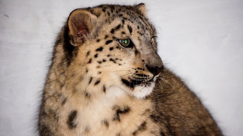 В Абхазии браконьеры убили леопарда, выпущенного в дикую природу в 2016 году