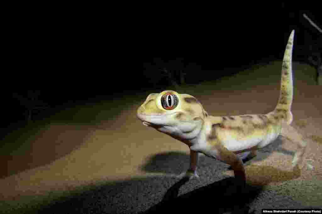  نام علمی: Teratoscincus microlepis، نام فارسی: گکوی دم پخ بلوچی، نام انگليسی: Baluch Plate-tailed Gecko، پراکندگی در ايران:&nbsp;استان های سيستان و بلوچستان، خراسان جنوبی و کرمان 