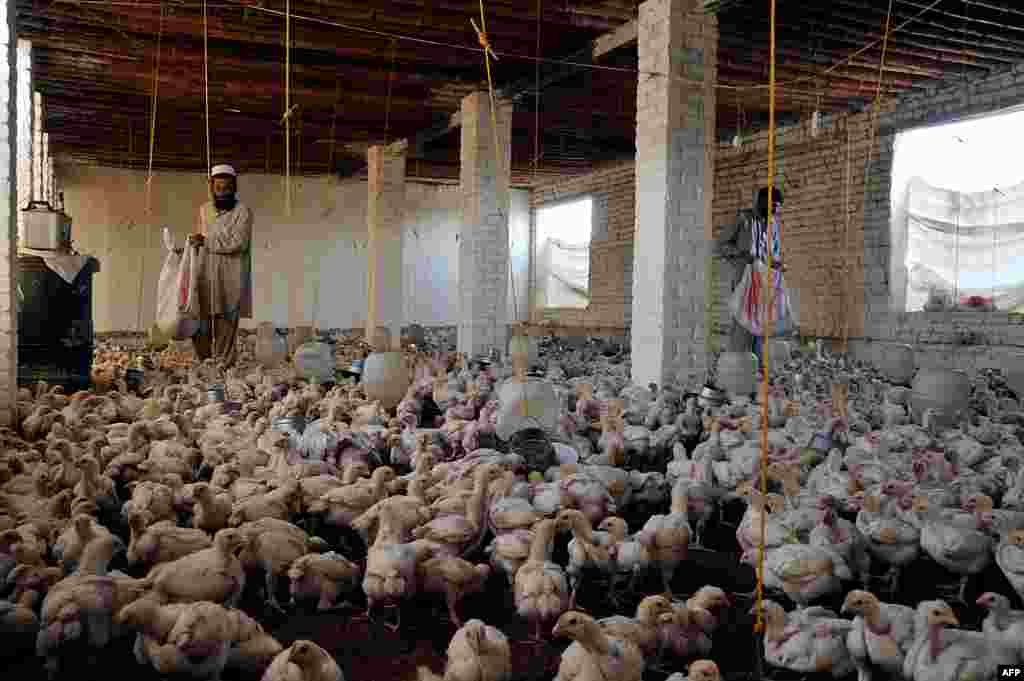 Poultry workers feed chickens at a farm on the outskirts of Jalalabad, Afghanistan. (AFP/Noorullah Shirzada)
