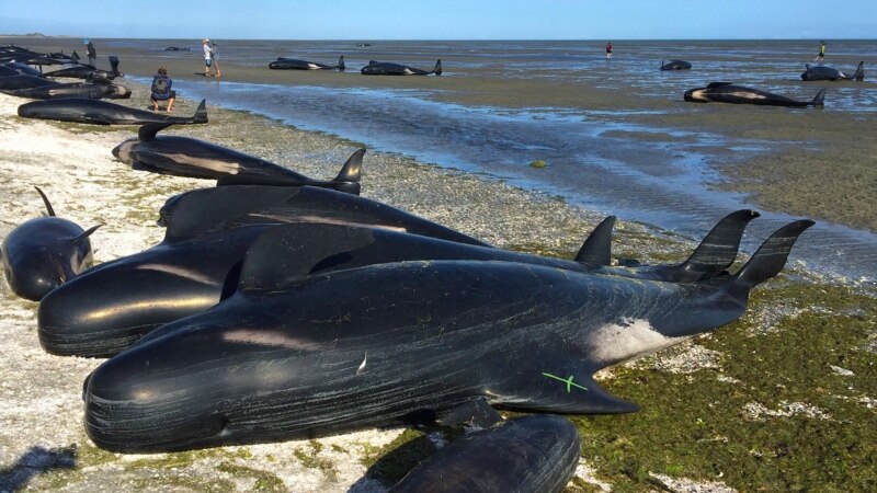 Дар соҳили Зеландияи Нав ҷасади 100 наҳангу делфин пайдо шуд