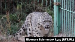 Kyrgyzstan -- Snow leopard at a rehabilitation center in the Issyk-Kul region, October 17, 2013.