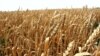 Armenia - A wheat field in Shirak province, 1Aug2012.