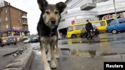 A stray dog walks on a street in Kyiv, which alone has an estimated stray population of over 25,000.