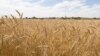 Вице-президент Российского зернового союза Александр Корбут – о том, как Россия будет торговать зерном