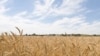 Russia -- Wheat field on village background, grain, undated