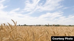 Russia -- A wheat field, undated