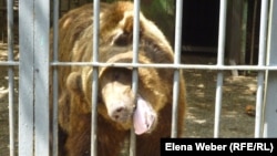 Медведь в зоопарке Караганды. Август 2013 года.