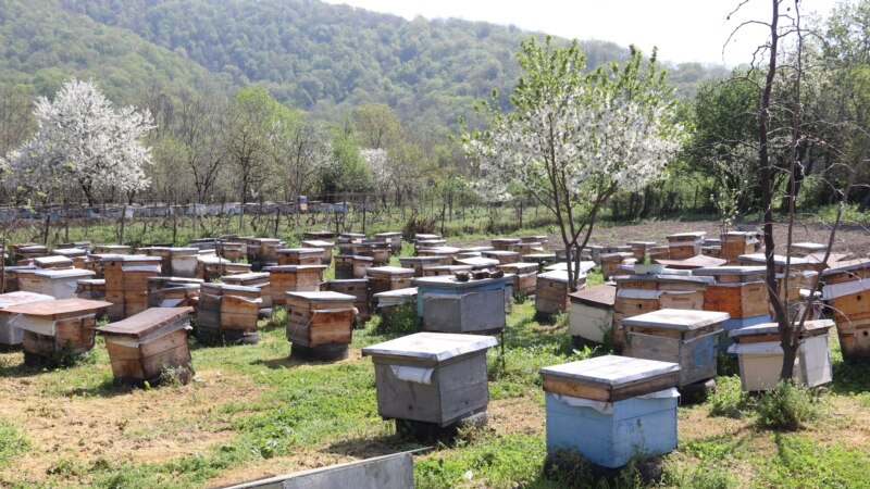კახეთში ათეულობით ფერმერს ფუტკარი მასობრივად დაეხოცა