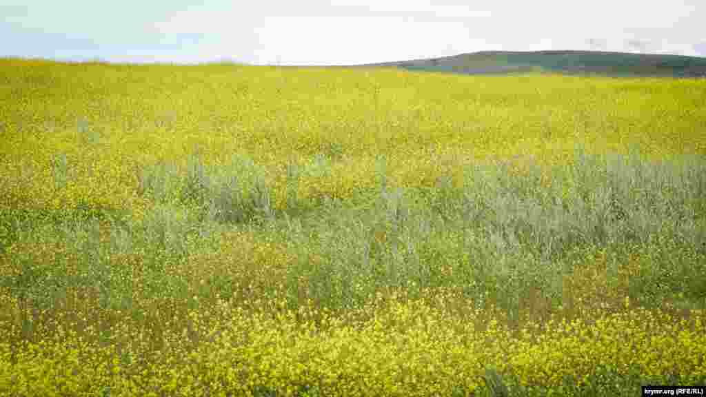 Панівний колір у Караларському степу наприкінці травня&nbsp;&ndash; жовтий. Поєднання блакитного неба і полів яскраво-жовтих квітів&nbsp;&ndash; традиційне для Керченського півострова