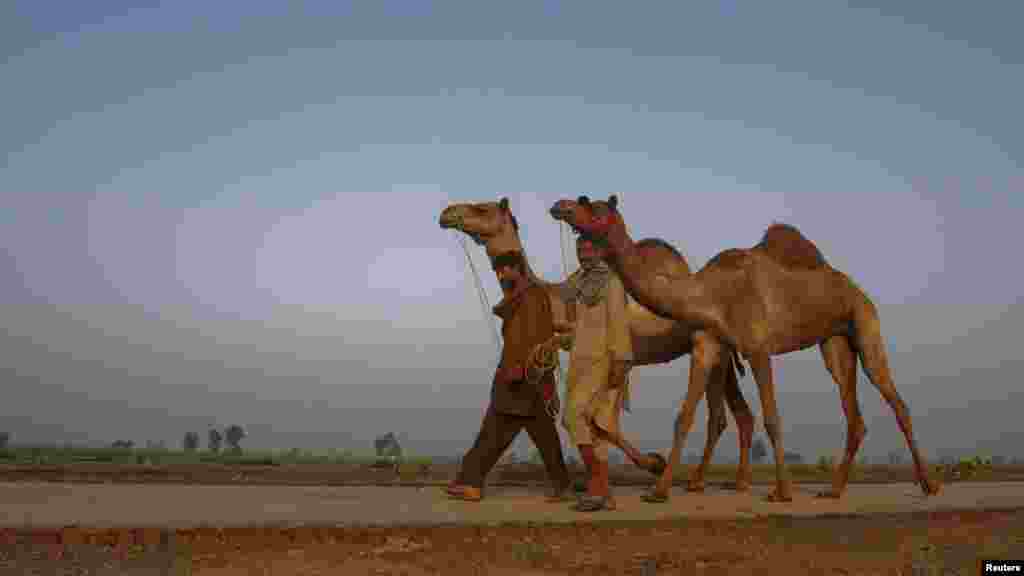 Pakistani men walk with camels they hope to sell at a cattle market on the outskirts of Faisalabad, Pakistan, on October 16. (REUTERS/Fayyaz Hussain)