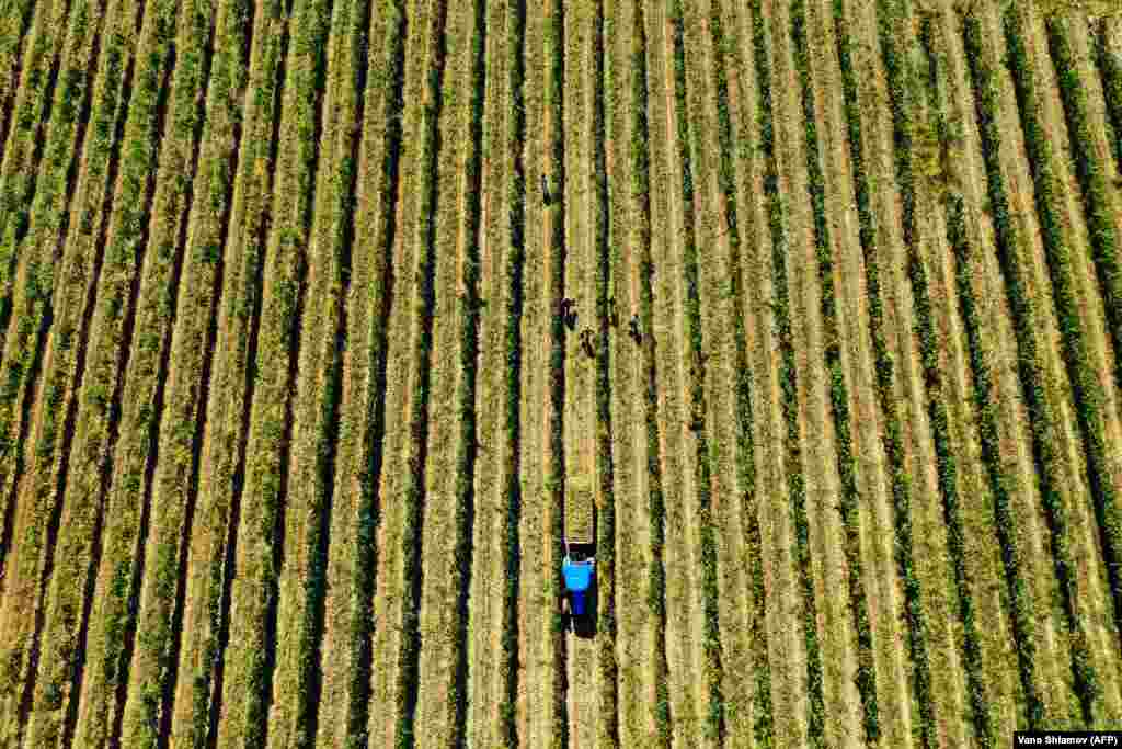 An aerial picture shows workers harvesting grapes at a vineyard in Georgia's Kakheti region. (Reuters/Pavel Mikheyev)