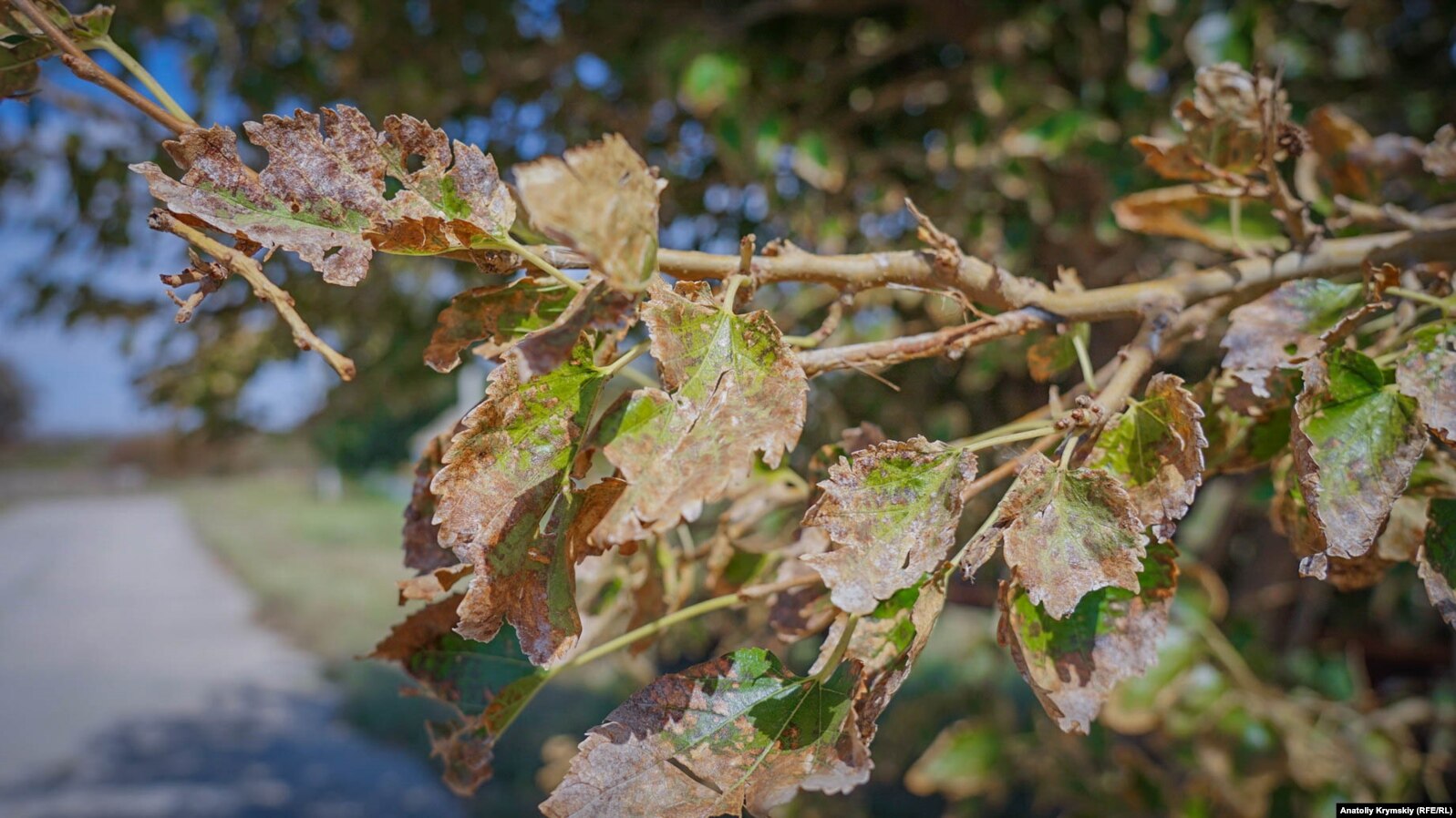 Листья шелковицы в крымском селе Перекоп. После выброса неизвестного вещества они покрылись налетом