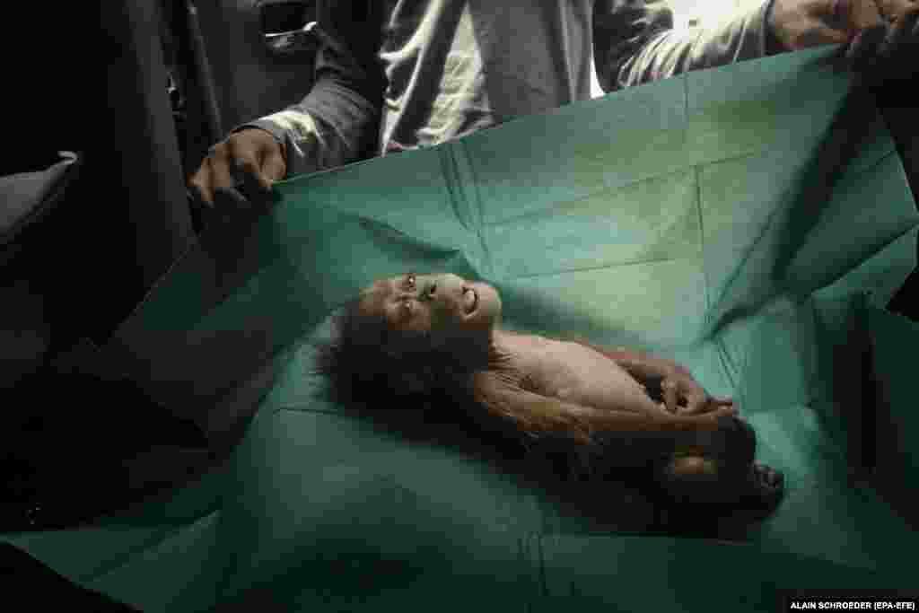 The body of a month-old orangutan lies on a rescue team&#39;s surgical drape, near the town of Subulussalam, Sumatra, Indonesia. She died soon after being found with her injured mother on a palm oil plantation, on 10 March 2019. Nature: First Prize, Singles -&nbsp;Alain Schroeder