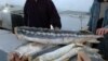 Рыбакам запретили ловить рыбу в водоемах Ашхабада и Лебапа