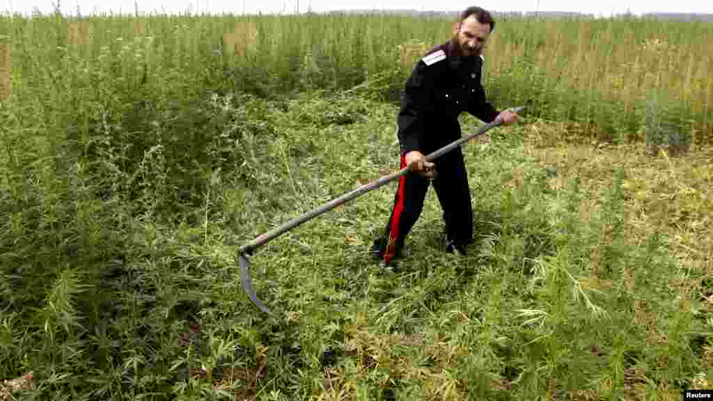 Un cazac cosind o plantație de canabis în vederea distrugerii ei, în cursul unui raid în vecinătatea orașului Karsnoiarsk, în Siberia. (REUTERS/Ilya Naymushin)