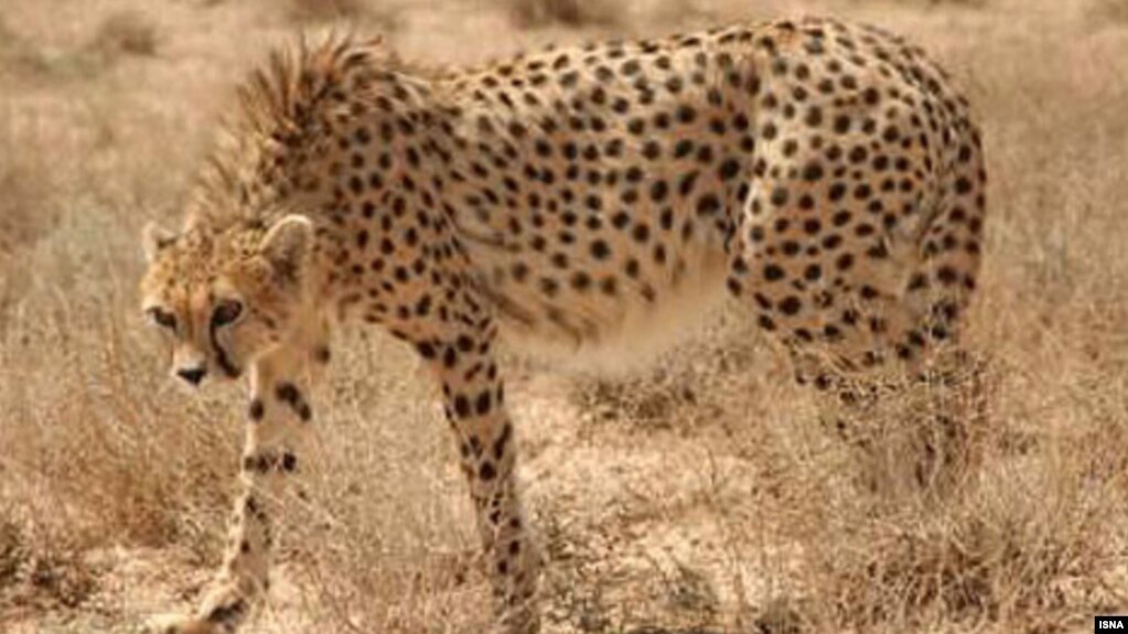 Asiatic cheetahs have been wiped out, except for a dwindling population in Iran. (file photo)