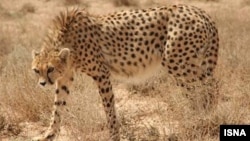 Asiatic cheetahs have been wiped out, except for a dwindling population in Iran. (file photo)