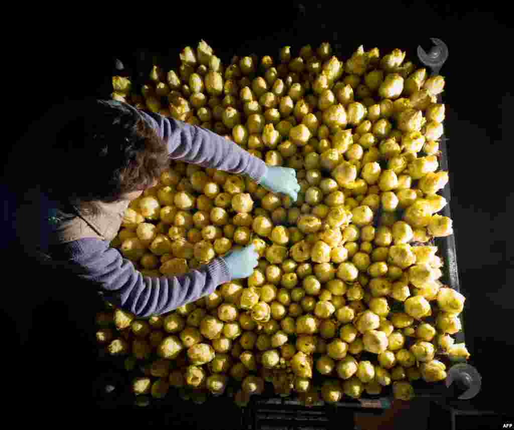 A farm employee checks the maturity of chicory in Pretschen, Germany. Unlike most plants, chicory is grown in the dark. (AFP/Patrick Pleul)