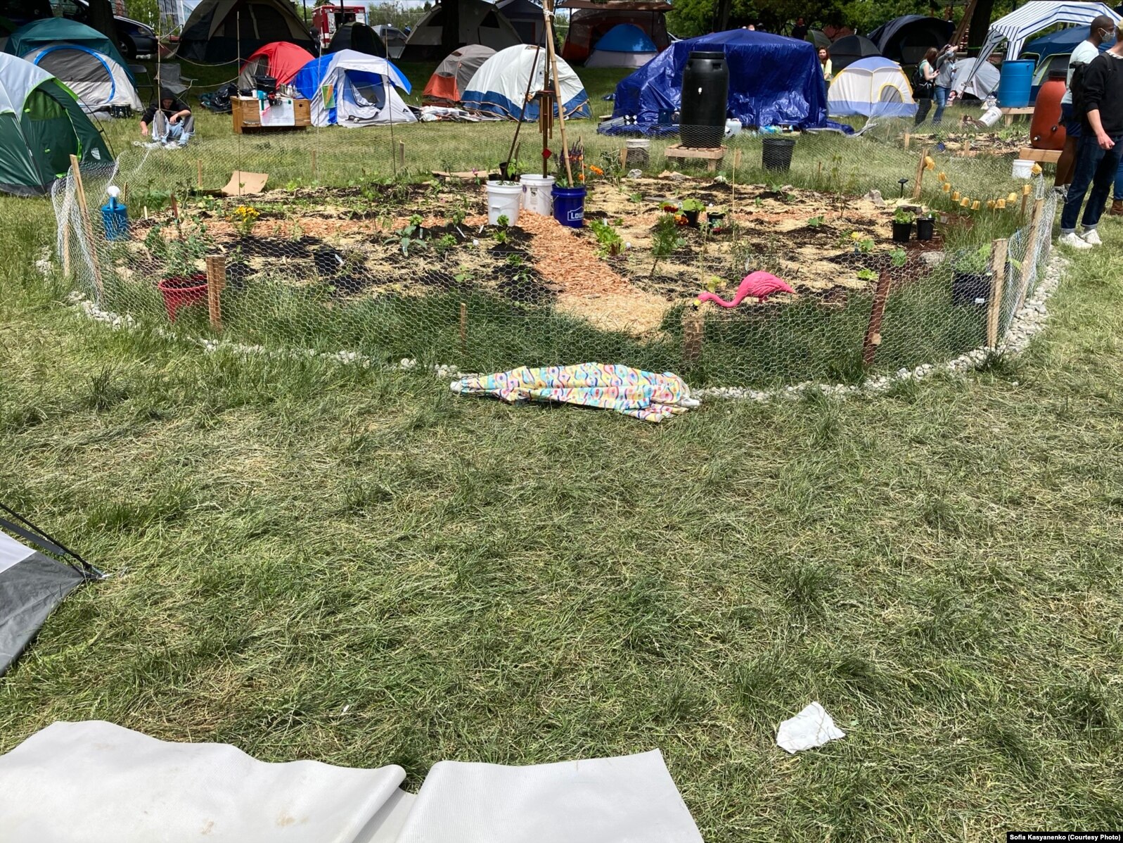 Импровизированный огород в палаточном лагере
