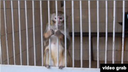 Сухумский обезьяний питомник, яванский макак (архивное фото)