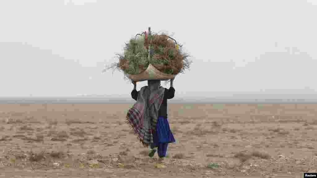 A girl carries a pile of dried brush to use for cooking and heating in Bagram, Afghanistan. Her family is among the Afghan nomads herding sheep and living in tents on a field in Bagram. (REUTERS/Erik De Castro) Афғонистоннинг Багромида &eum