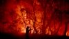 Жители Австралии спасаются от лесных пожаров у побережья