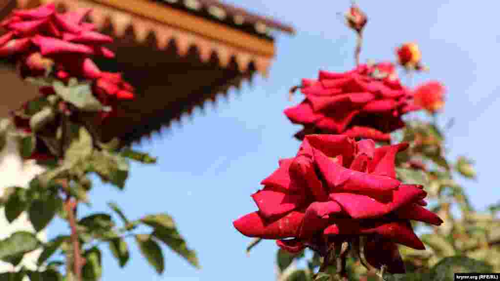 Незважаючи на середину листопада, в палаці щосили цвітуть троянди