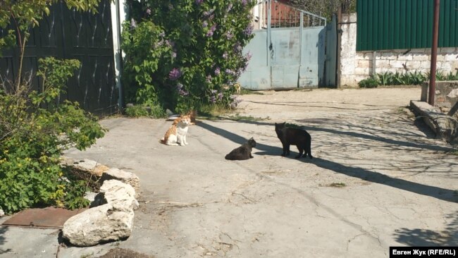 Местные коты греются на солнце