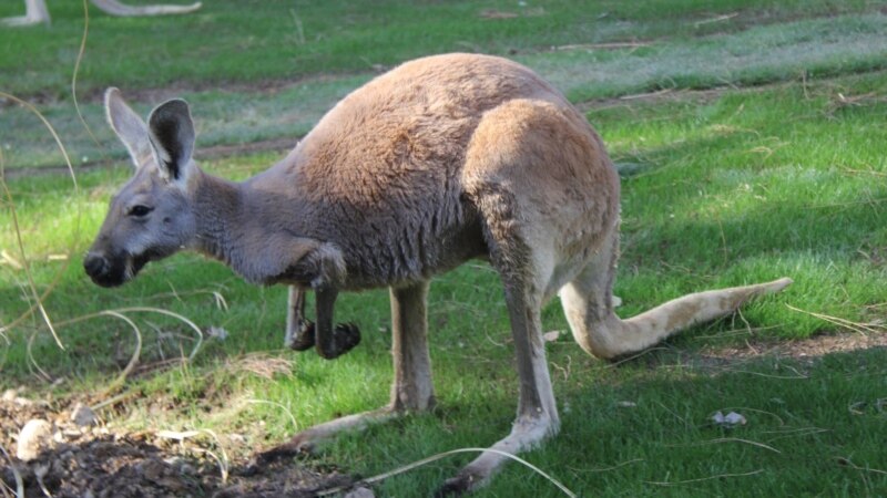  Xitoyda hayvonot bog‘idagi kenguruni tomoshabinlar urib o‘ldirdi
