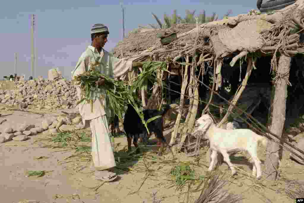 A Pakistani earthquake survivor feeds his goats near his collapsed mud house in the district of Awaran, which was devastated by a 7.7-magnitude temblor on September 24. (AFP/Banaras Khan)