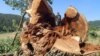 قطع درخت گردوی «۵۰۰ ساله» در هفته منابع طبیعی