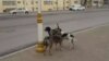 Беспризорные собаки, Ашхабад, январь, 2020