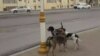 В Ашхабаде за сутки уничтожили десятки собак и кошек